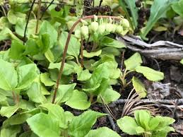 Attēlu rezultāti vaicājumam “Orthilia secunda leaf”
