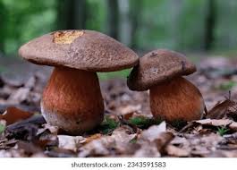 Attēlu rezultāti vaicājumam “Sutorius luridiformis”