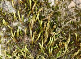 Attēlu rezultāti vaicājumam “Leucodon sciuroides”