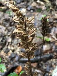 Attēlu rezultāti vaicājumam “Neottia nidus-avis fruit”