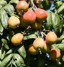 Attēlu rezultāti vaicājumam “Sorbus”