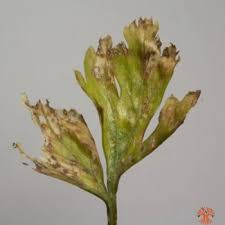 Attēlu rezultāti vaicājumam “Mycosphaerella ulmi”