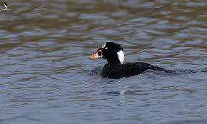 Image result for Melanitta perspicillata