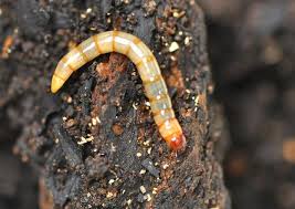 Attēlu rezultāti vaicājumam “Prionychus ater”