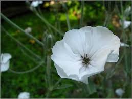 Image result for Lychnis coronaria alba