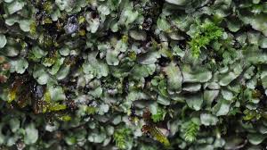 Attēlu rezultāti vaicājumam “Nardia scalaris cells”