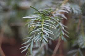 Attēlu rezultāti vaicājumam “Taxus baccata leaf”