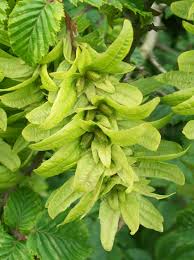 Attēlu rezultāti vaicājumam “Carpinus betulus fruit”