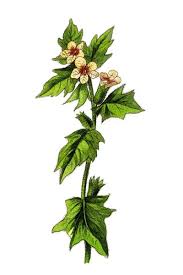 Attēlu rezultāti vaicājumam “Hyoscyamus niger”