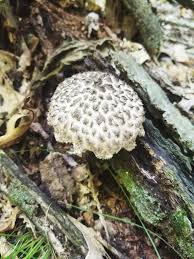 Attēlu rezultāti vaicājumam “Strobilomyces strobilaceus”