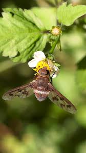 Attēlu rezultāti vaicājumam “Exoprosopa capucina”