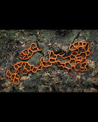 Attēlu rezultāti vaicājumam “Hemitrichia serpula macro”