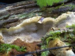 Attēlu rezultāti vaicājumam “Phellinus nigrolimitatus”