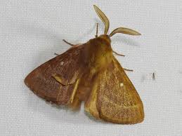 Attēlu rezultāti vaicājumam “Lasiocampa trifolii male”