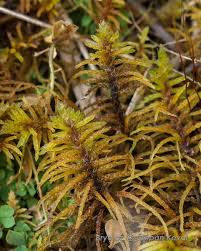 Attēlu rezultāti vaicājumam “Helodium blandowii”