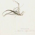 Attēlu rezultāti vaicājumam “Stuckenia filiformis leaf”