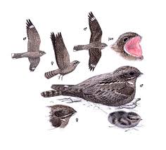 Attēlu rezultāti vaicājumam “Caprimulgus europaeus”