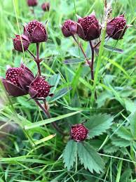 Attēlu rezultāti vaicājumam “Comarum palustre”