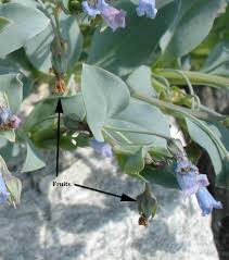 Attēlu rezultāti vaicājumam “Anthyllis maritima leaf”