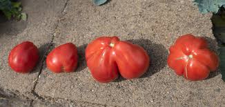 Afbeeldingsresultaat voor CDB tomato