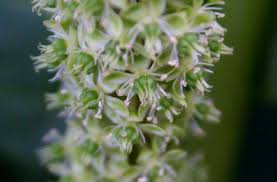 Attēlu rezultāti vaicājumam “Phytolacca acinosa flower”