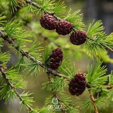 Attēlu rezultāti vaicājumam “Larix sibirica”