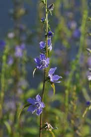 Attēlu rezultāti vaicājumam “Pulsatilla patens bud”