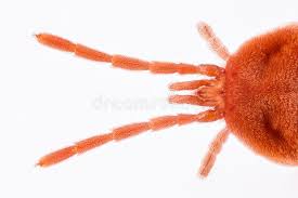 Attēlu rezultāti vaicājumam “Trombidiidae”