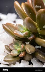 Attēlu rezultāti vaicājumam “Crassulaceae”