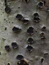 Attēlu rezultāti vaicājumam “Biscogniauxia marginata”