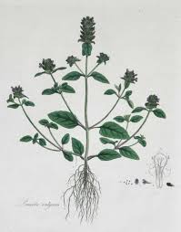 Attēlu rezultāti vaicājumam “Prunella vulgaris”