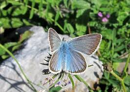 Attēlu rezultāti vaicājumam “Agrodiaetus damon underside”