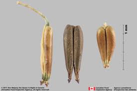 Attēlu rezultāti vaicājumam “Anthriscus sylvestris fruit”