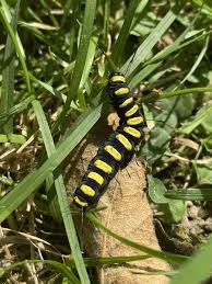 Attēlu rezultāti vaicājumam “Acronicta alni”