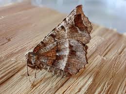 Attēlu rezultāti vaicājumam “Selenia dentaria”