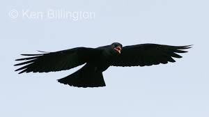 Image result for Pyrrhocorax pyrrhocorax