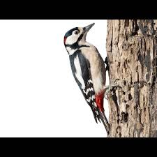 Attēlu rezultāti vaicājumam “Dendrocopos major male”
