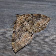 Attēlu rezultāti vaicājumam “Hydria cervinalis”