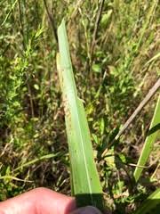 Attēlu rezultāti vaicājumam “Coriolopsis trogii”