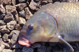 Image result for Ictiobus niger