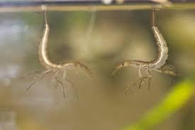 Attēlu rezultāti vaicājumam “Dytiscus sp.”