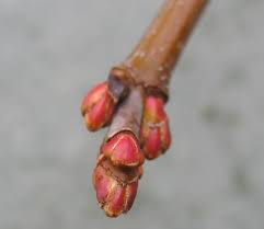 Attēlu rezultāti vaicājumam “Acer saccharinum bud”