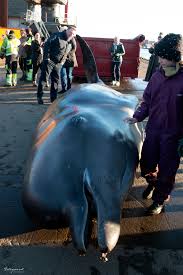 Image result for Hyperoodon ampullatus