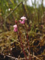 Image result for Utricularia