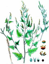 Attēlu rezultāti vaicājumam “Atriplex calotheca leaf”