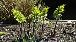 Image result for Liebstöckel