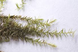 Attēlu rezultāti vaicājumam “Sphagnum riparium”