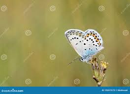 Attēlu rezultāti vaicājumam “Plebejus idas underside”