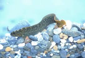 Attēlu rezultāti vaicājumam “Cephaloziella elachista macro”