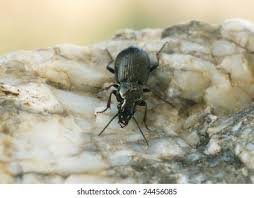 Attēlu rezultāti vaicājumam “Pterostichus oblongopunctatus”